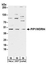 PIP1/WDR84 Antibody in Western Blot (WB)