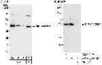 PIP1/WDR84 Polyclonal Antibody