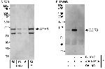 WDR3 Antibody in Western Blot (WB)