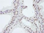 WDR4 Polyclonal Antibody
