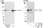 WDR42A Polyclonal Antibody