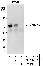 WDR42A Polyclonal Antibody