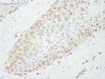 WDR91 Antibody in Immunohistochemistry (Paraffin) (IHC (P))