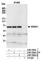 WDR91 Antibody in Immunoprecipitation (IP)