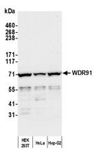 WDR91 Antibody in Western Blot (WB)