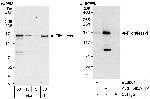 Flightless-1 Antibody in Western Blot (WB)