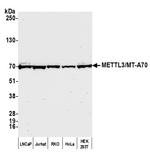 METTL3/MT-A70 Polyclonal Antibody
