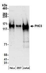 PHC3 Polyclonal Antibody