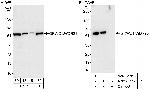 GRWD1/WDR28 Polyclonal Antibody