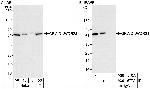 GRWD1/WDR28 Polyclonal Antibody