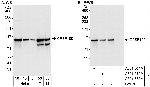 CPSF100 Polyclonal Antibody