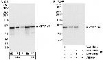 CPSF100 Polyclonal Antibody