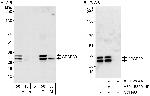 CPSF30 Polyclonal Antibody