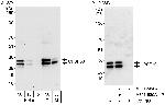 CPSF30 Polyclonal Antibody