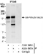 USP19/ZMYND9 Polyclonal Antibody
