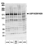 USP19/ZMYND9 Polyclonal Antibody