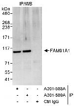 FAM91A1 Polyclonal Antibody
