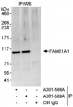 FAM91A1 Polyclonal Antibody