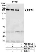 PBRM1 Polyclonal Antibody