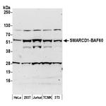 SMARCD1/BAF60a Polyclonal Antibody