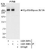 Myo18A/Myosin XVIIIA Polyclonal Antibody