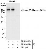 Myo18A/Myosin XVIIIA Polyclonal Antibody