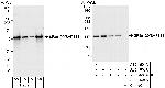 SF3a120/SAP114 Antibody in Western Blot (WB)