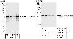 SF3a120/SAP114 Antibody in Western Blot (WB)