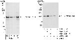 SF3a120/SAP114 Antibody in Western Blot (WB)