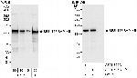 SF3b145/SAP145 Antibody in Western Blot (WB)