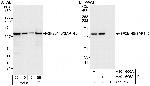 SF3b145/SAP145 Antibody in Western Blot (WB)