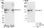SFRS14 Antibody in Western Blot (WB)