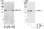 SFRS14 Polyclonal Antibody