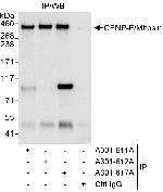 CENP-F/Mitosin Polyclonal Antibody