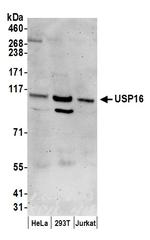 USP16 Polyclonal Antibody