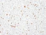 CENP-F/Mitosin Antibody in Immunohistochemistry (Paraffin) (IHC (P))