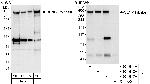 CENP-F/Mitosin Antibody in Western Blot (WB)