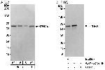 KPNA4 Antibody in Western Blot (WB)