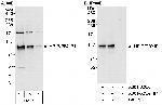 HPIP Antibody in Western Blot (WB)