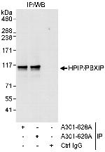 HPIP Polyclonal Antibody