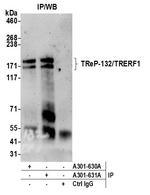 TReP-132/TRERF1 Polyclonal Antibody
