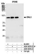 DNL3 Antibody in Immunoprecipitation (IP)