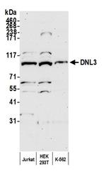 DNL3 Polyclonal Antibody