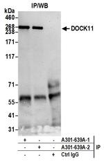 DOCK11 Polyclonal Antibody