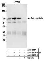 Pol Lambda Antibody in Immunoprecipitation (IP)