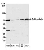 Pol Lambda Polyclonal Antibody