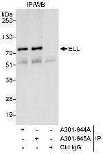 ELL Polyclonal Antibody
