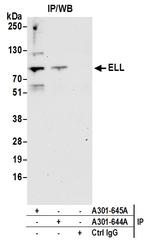 ELL Polyclonal Antibody