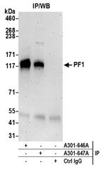PF1 Polyclonal Antibody