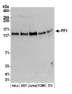 PF1 Polyclonal Antibody